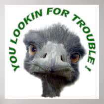 Ostrich trouble Poster 24x24"