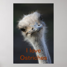 ostriches posters