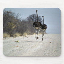 Ostriches running mousepad