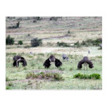 ostriches three post card