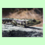 Otago Skink cards