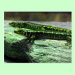 Otago Skink postcards