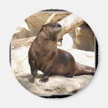 otter_10x10 fridge magnets