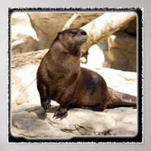 otter_10x10 poster