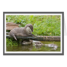 Otter family group cards