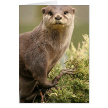 Otter Greeting Card