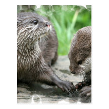 Otter Habitat Postcards