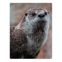 Otter Photo Postcard