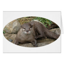 Otter Resting Greeting Card