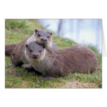 Otterly in Love Card
