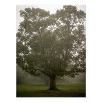Our big tree at camp photograph