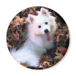 Our Dog Wiess I Photographed! Magnet