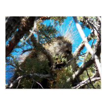 Our Porcupine On The Property...5/20/12 Post Card