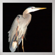 Our resident heron print
