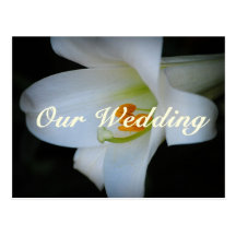 Our Wedding Easter Lily Flower Postcard
