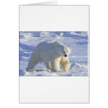 OURS BLANC 1 CARTES DE VŒUX