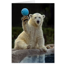 Ours blanc CUB avec la boule Cartes