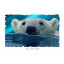 OURS BLANC DE NATATION CARTES POSTALES