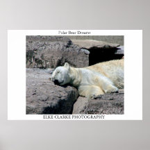 Ours blanc de sommeil poster