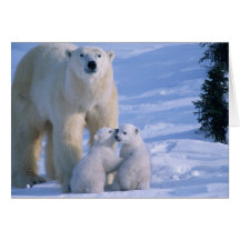 Ours blanc femelle se tenant avec 2 CUB à elle Carte De Vœux