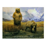 ours brun d'Alaska Carte Postale