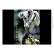 Ours de koala de l'Australie cartes