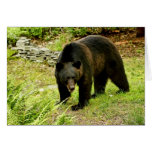 Ours noir de la Pennsylvanie Carte De Vœux