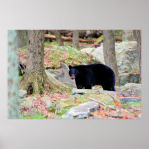 Ours noir posters