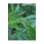 Out on a Limb Postcards