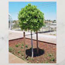 Outdoor topiary in brick planter full color flyer