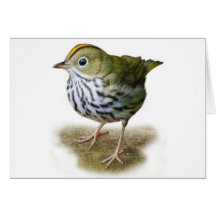 oven bird t-shirt warbler birdwatching greeting cards