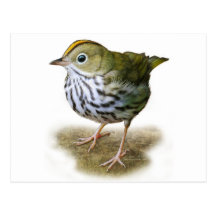 oven bird t-shirt warbler birdwatching postcard