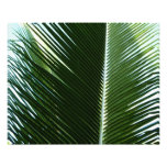 Overlapping Palm Fronds Photo Print