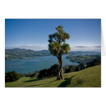 Overlooking Dunedin Bay Card