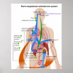 Overview Chart of the Renin-Angiotensin System posters