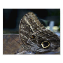 Owl Butterfly. Photo
