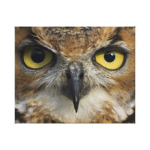 Owl Eyes Gallery Wrapped Canvas