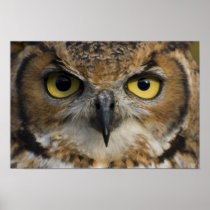 Owl Eyes