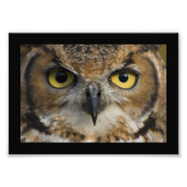 Owl Eyes with black border Photographic Print