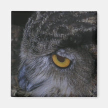 Owl Fridge Magnets