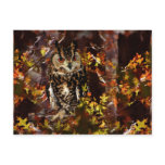 Owl in Autumn postcards