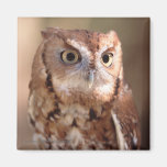 Owl Magnet