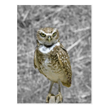 Owl on Post Postcard