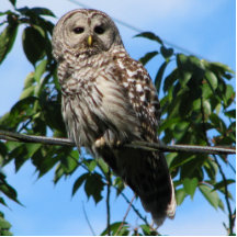 Owl On Wire Cut Outs