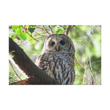 Owl Photo Canvas Print