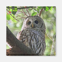 Owl Photo Magnet