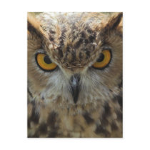 Owl Photo Postcard