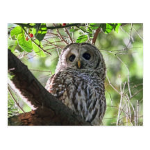 Owl Photo Postcard