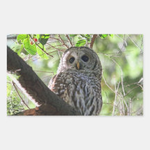 Owl Photo Rectangle Stickers