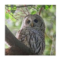 Owl Photo Tile